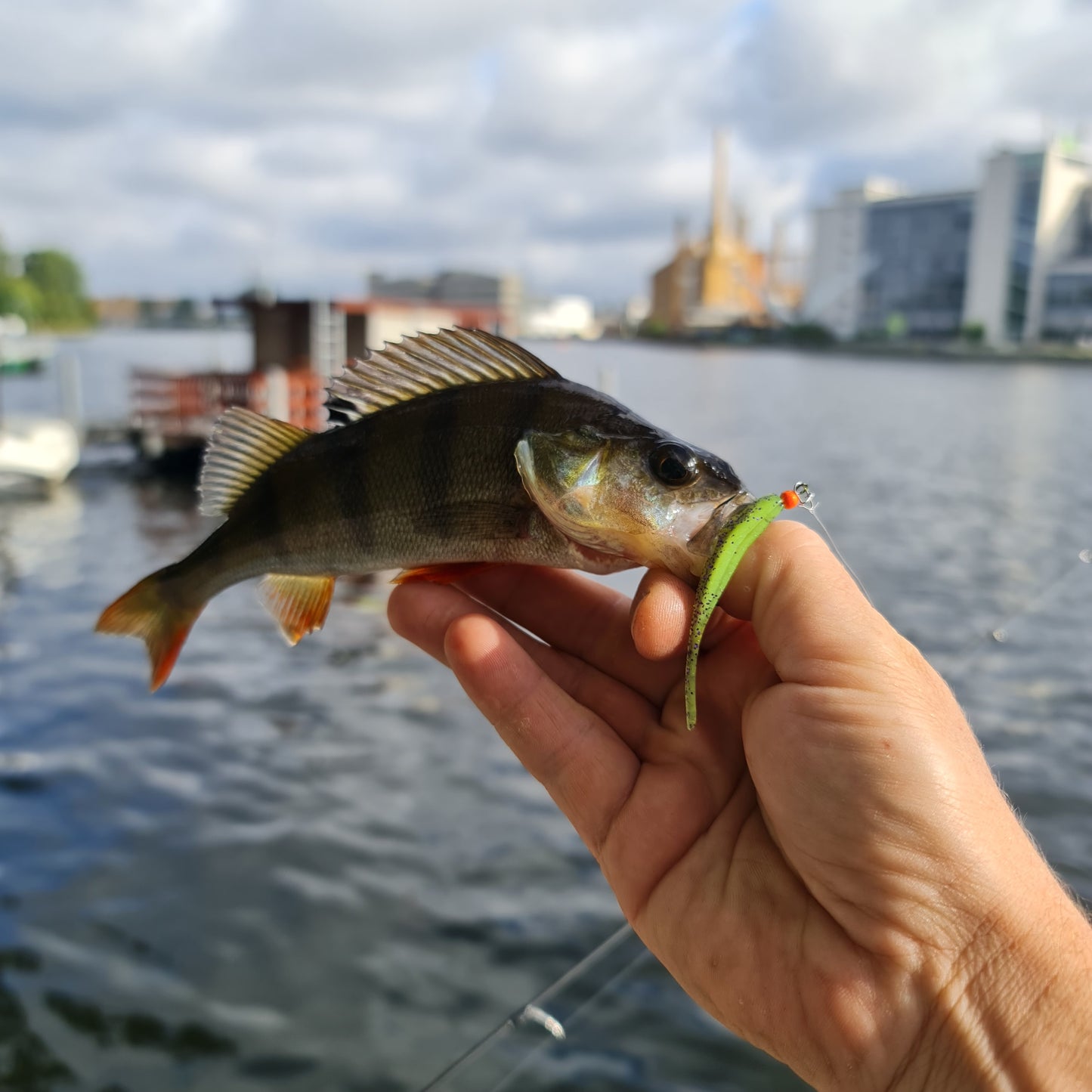 Angelkurs Barsch mit der Spinnrute 3h pro Person all inclusive